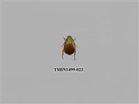 藏品(黃豔金龜)的圖片